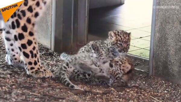 Austria: Two Amur Leopard Cubs Born At Schonbrunn Zoo - Sputnik International