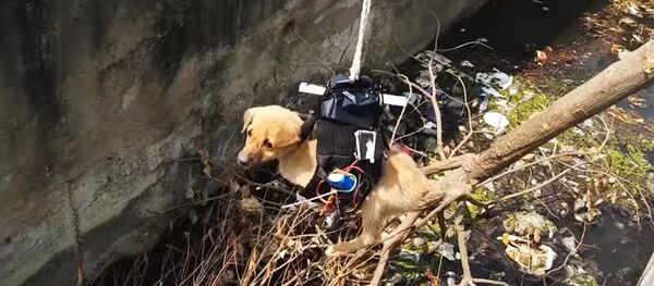 Puppy Rescue You Have Never Seen Before - Sputnik International