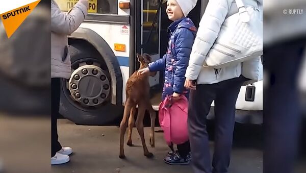 Russia: A Small Moose Tries to Catch a Ride on a Bus - Sputnik International