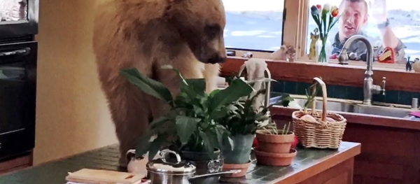 The Bear Necessities: Unlikely Intruder Raids Family’s Kitchen The Bear Necessities: Unlikely Intruder Raids Family’s Kitchen - Sputnik International