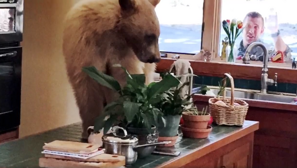 The Bear Necessities: Unlikely Intruder Raids Family’s Kitchen - Sputnik International
