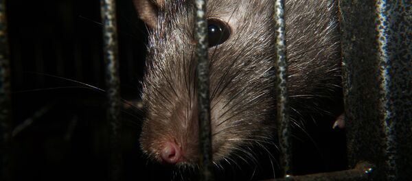 Rat Rat - Sputnik International