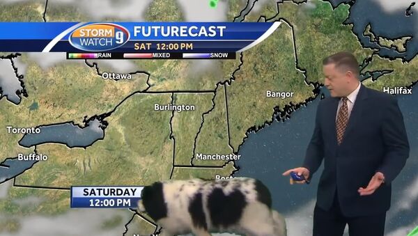 Dog interrupts Josh Judge's live forecast - Sputnik International