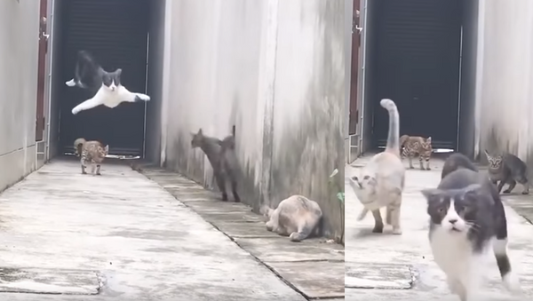 Parkour Kitty: Cat Makes Action-Packed Escape - Sputnik International