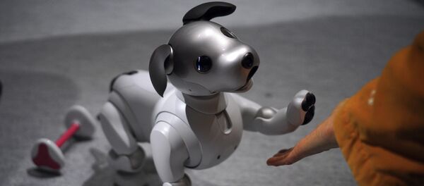 A guest plays with Sony Corp.'s new Aibo robot dog at its showroom in Tokyo (File) A guest plays with Sony Corp.'s new Aibo robot dog at its showroom in Tokyo (File) - Sputnik International