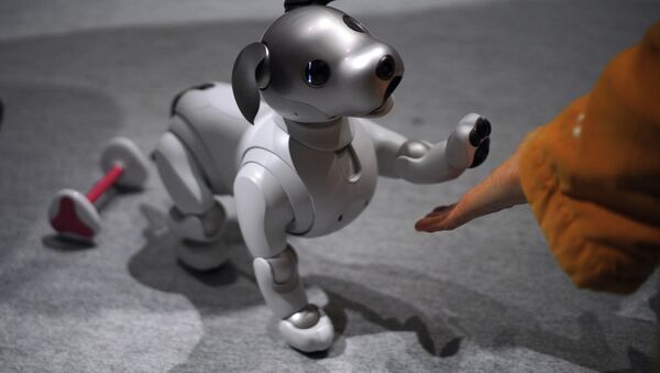 A guest plays with Sony Corp.'s new Aibo robot dog at its showroom in Tokyo (File) - Sputnik International