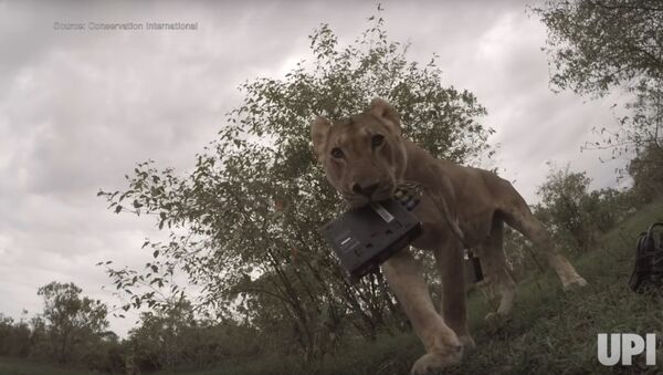 Lion Steals Camera - Sputnik International