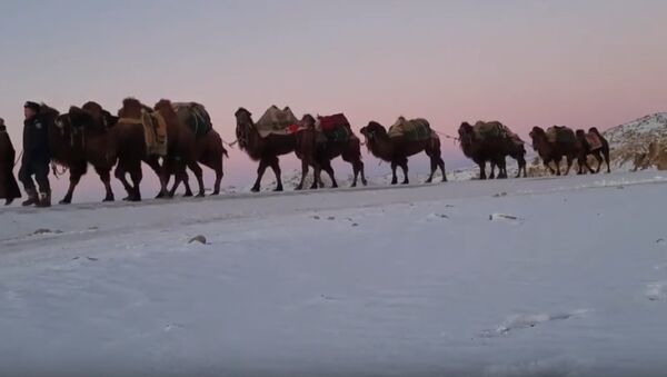 Mongolia: 12,000km Camel Camel Caravan to Share Mongolian Nomadic Culture With the World - Sputnik International