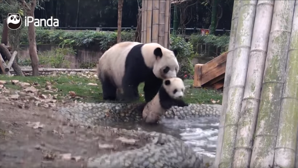 Unbearable: Panda Mom Struggles to Get Cheeky Cub Clean - Sputnik International