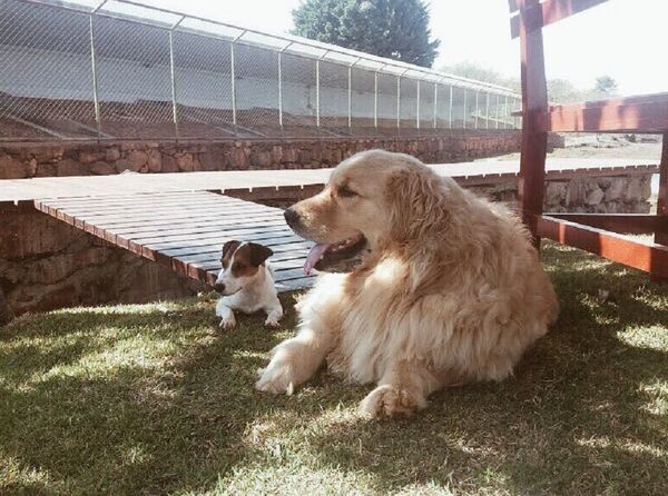 Marcela Temer's dogs Marcela Temer's dogs - Sputnik International