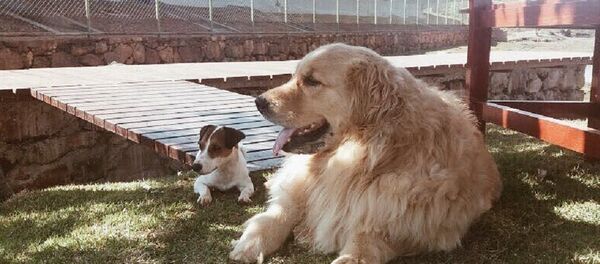 Marcela Temer's dogs - Sputnik International