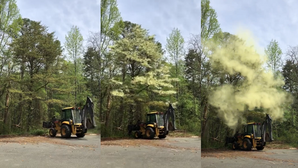 Grab a Tissue: New Jersey Man Taps Tree, Triggers Enormous Pollen Bomb - Sputnik International