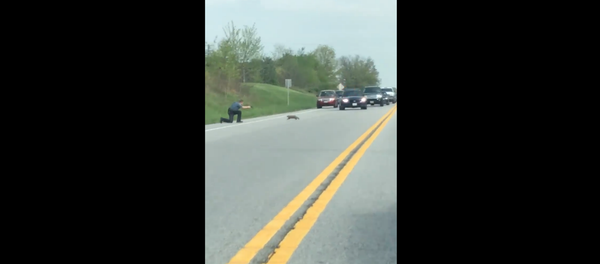 Officer from Carroll County Sheriff's Office gets recorded by driver shooting dead a groundhog who was creating a traffic jam - Sputnik International