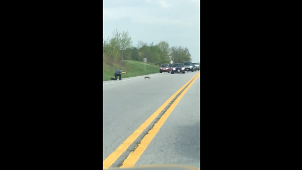 Officer from Carroll County Sheriff's Office gets recorded by driver shooting dead a groundhog who was creating a traffic jam - Sputnik International