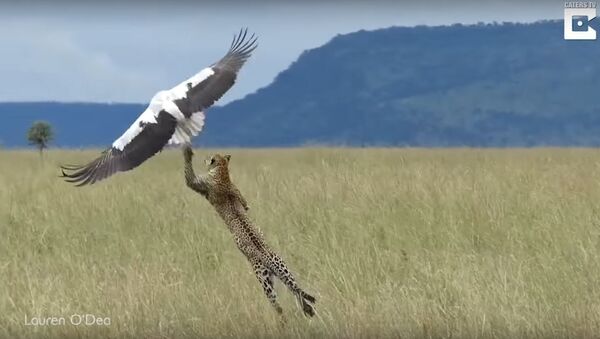 Bird Makes Miraculous Escape From Hungry Leopard - Sputnik International