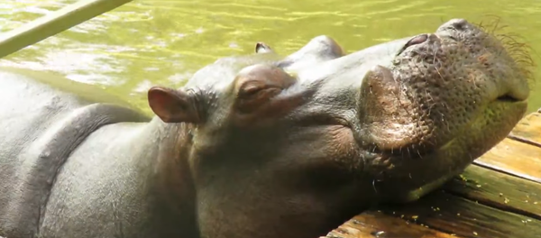 Friendly Hippo Fights the Zzz’s After Drinking Tourists’ Tea Friendly Hippo Fights the Zzz’s After Drinking Tourists’ Tea - Sputnik International