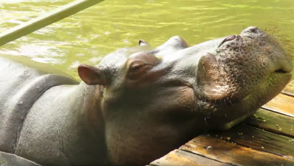 Friendly Hippo Fights the Zzz’s After Drinking Tourists’ Tea - Sputnik International