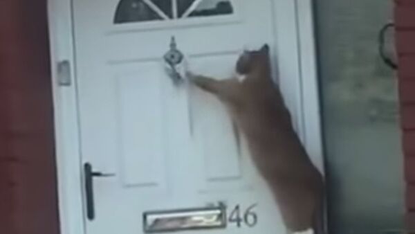 Funny cat just has to knock to get in - Sputnik International
