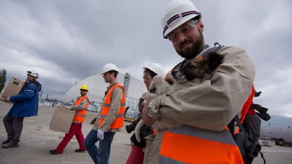 First 12 dogs brought out from New Safe Confinement site - Sputnik International