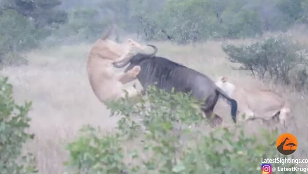 Wildebeest Hooks Lion by Leg as it Tries to Escape! - Sputnik International