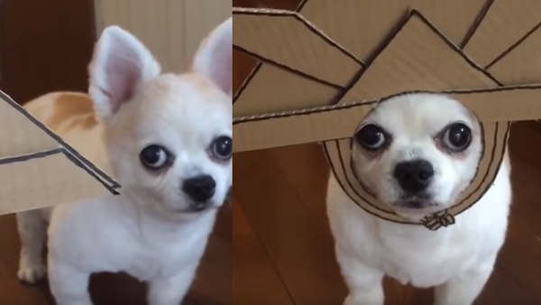 Reluctant Pup Dons Cardboard Samurai Hat to Humor Human - Sputnik International