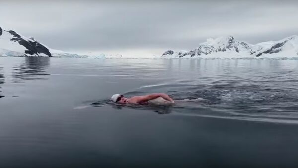 Swimming in Antarctica - Sputnik International