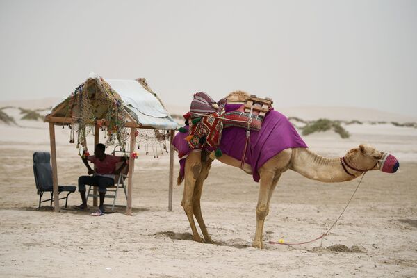 Camel driver, resting in the desert of Khor Al Adaid, Doha, Qatar. - Sputnik International