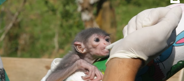 Endangered Newborn Javan Gibbons Hand-Reared by Indonesian Rescue Centre Endangered Newborn Javan Gibbons Hand-Reared by Indonesian Rescue Centre - Sputnik International