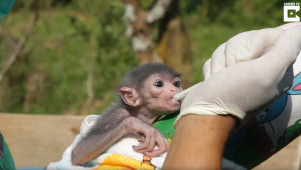 Endangered Newborn Javan Gibbons Hand-Reared by Indonesian Rescue Centre - Sputnik International