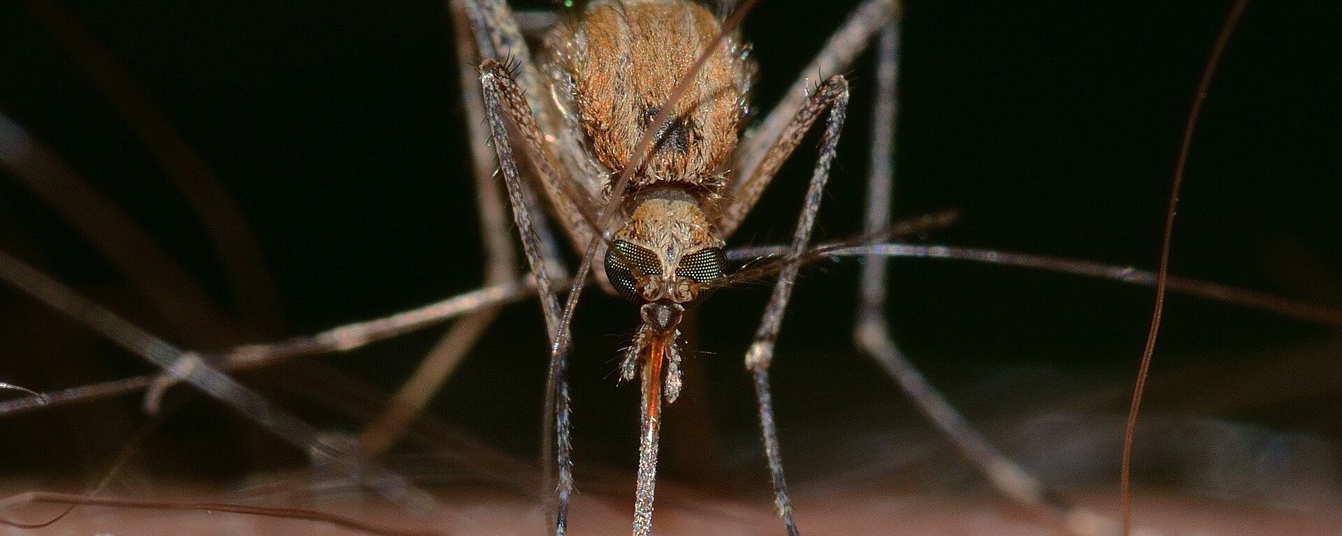 Mosquito - Sputnik International, 1920, 18.08.2021