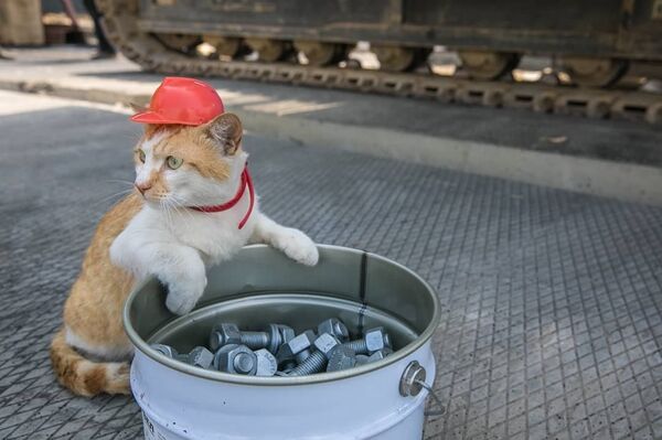 Mostik posing with a hardhat - Sputnik International