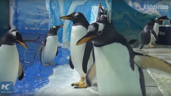 Penguins enjoy Kungfu study in Harbin Polarland in NE China - Sputnik International