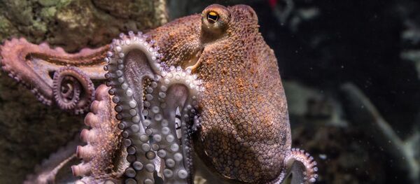 Octopus Octopus - Sputnik International