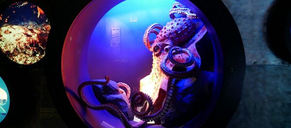 Octopus Octopus - Sputnik International