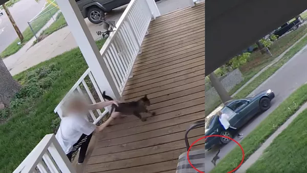 Catnapped! Cunning Kitten Escapes Would-be Kidnapper’s Clutches - Sputnik International