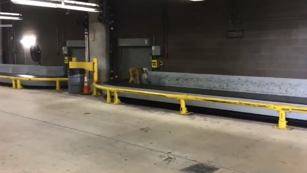 Baboon escapes from crate at Texas' San Antonio International Airport on Monday, May 21, 2018. - Sputnik International