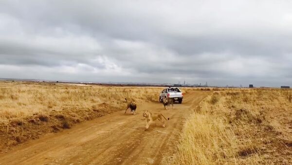 Male lions find a pride trespassing their territory - Sputnik International