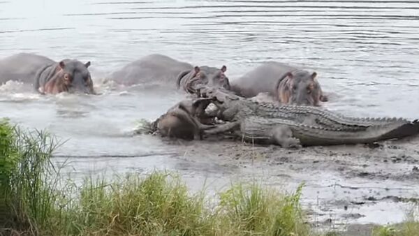 Hippos Save Wildebeest from Crocodiles! - Sputnik International