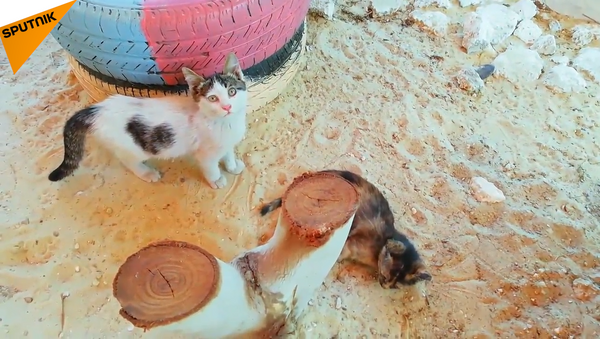 Syria: Kitten Sanctuary Opens in Aleppo - Sputnik International