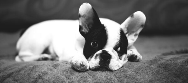 French bulldog French bulldog - Sputnik International