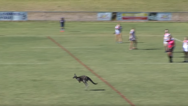 Can ‘Roo Play Too? Joey Takes Detour Through Rugby Match - Sputnik International