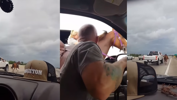 Texas Motorists Lead Frightened Horse to Safety Off Houston Highway - Sputnik International