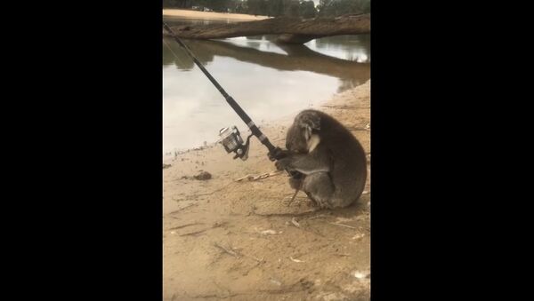 Koala Goes Fishing - Sputnik International
