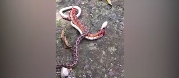 Snake found battling giant centipede in Vietnam - Sputnik International