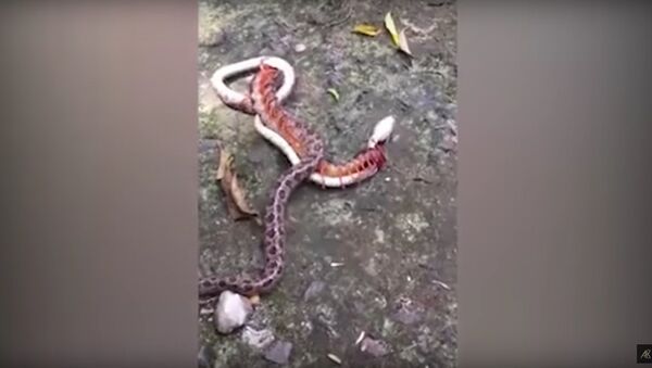 Snake found battling giant centipede in Vietnam - Sputnik International