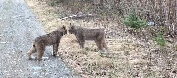 Two Lynx in Ontario Have Intense Conversation - Sputnik International