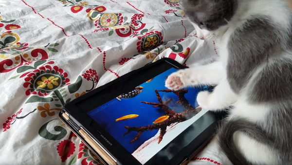 Gone Fishing: Kitten Confuses Tablet for Actual Aquarium - Sputnik International