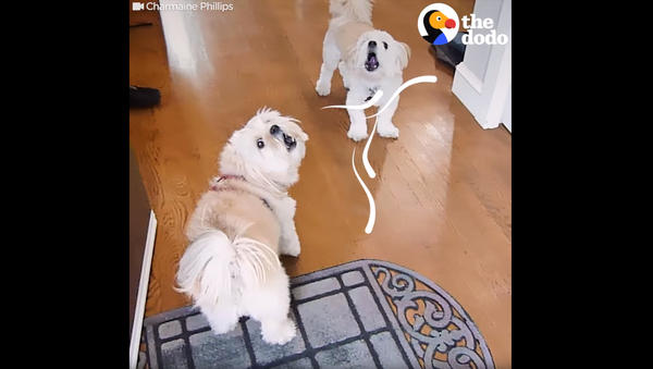 Four Months Later: Pups Cause Commotion Upon Reunion - Sputnik International