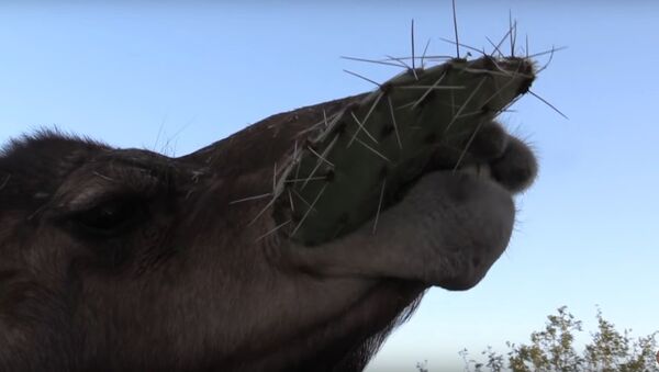 Camels vs. Cactus!!! - Sputnik International