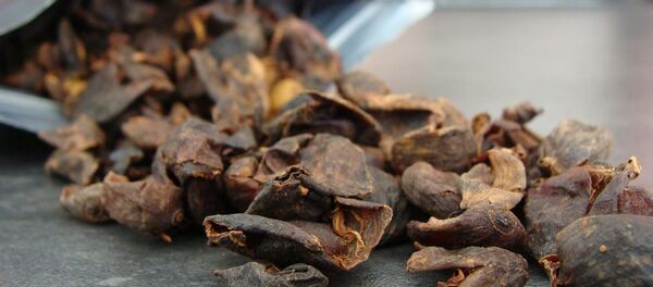 Cascara - Sputnik International